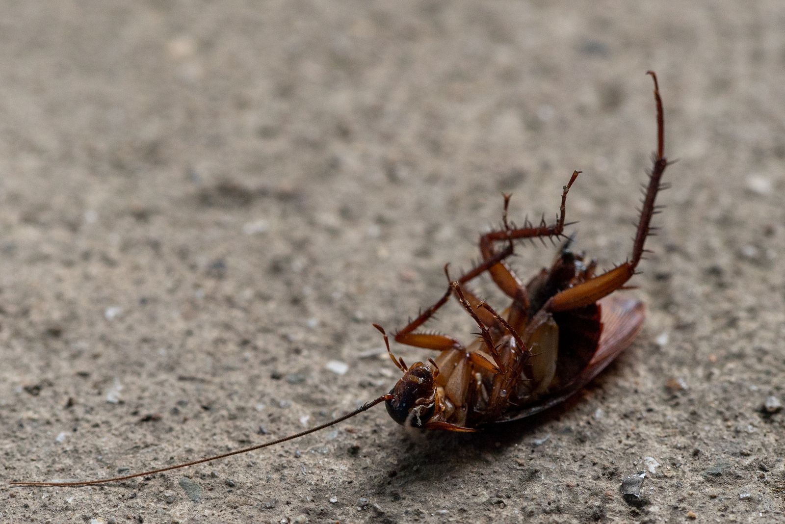 Close-up of an eliminated cockroach after a pest control treatment